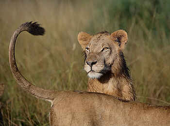 Cha Cha Metsi: Löwen im Gras Cha Cha Metsi: Löwen im Gras