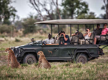 Chitabe Camp: Game Drive mit Geparden