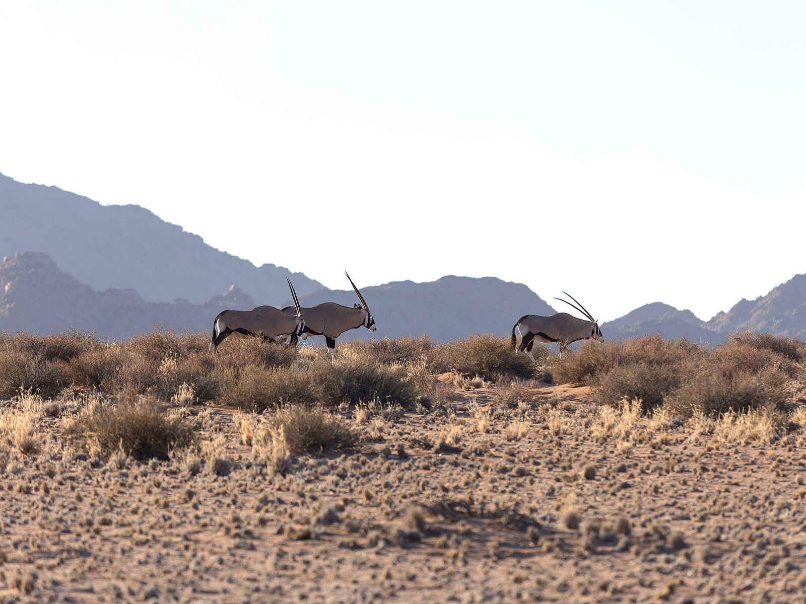 Desert Camp: Oryxantilopen Desert Camp: Oryxantilopen