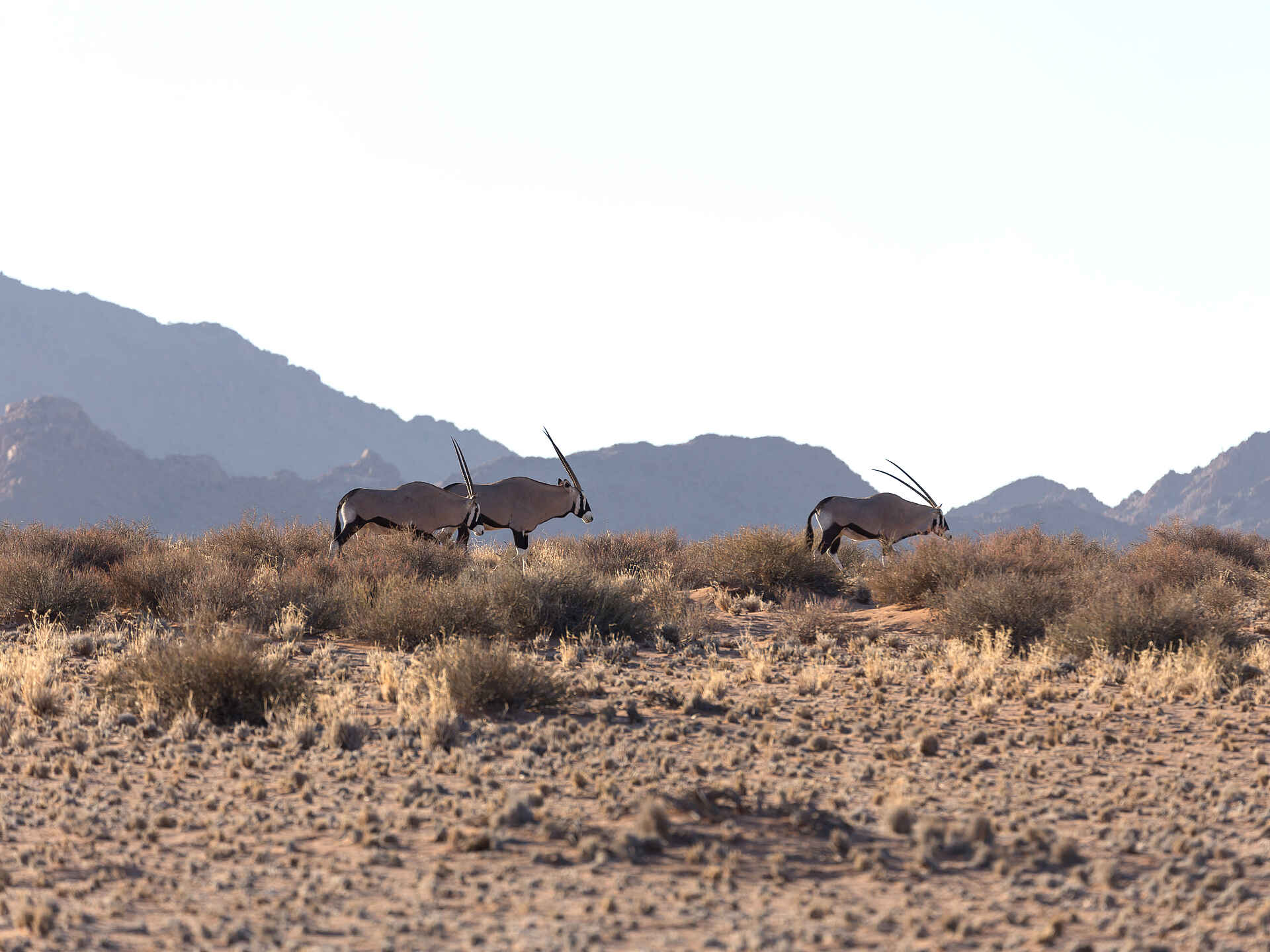 Desert Camp: Oryxantilopen