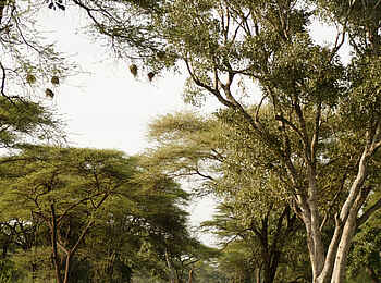 Elephant Valley Lodge: Pirschfahrt Elephant Valley Lodge: Pirschfahrt