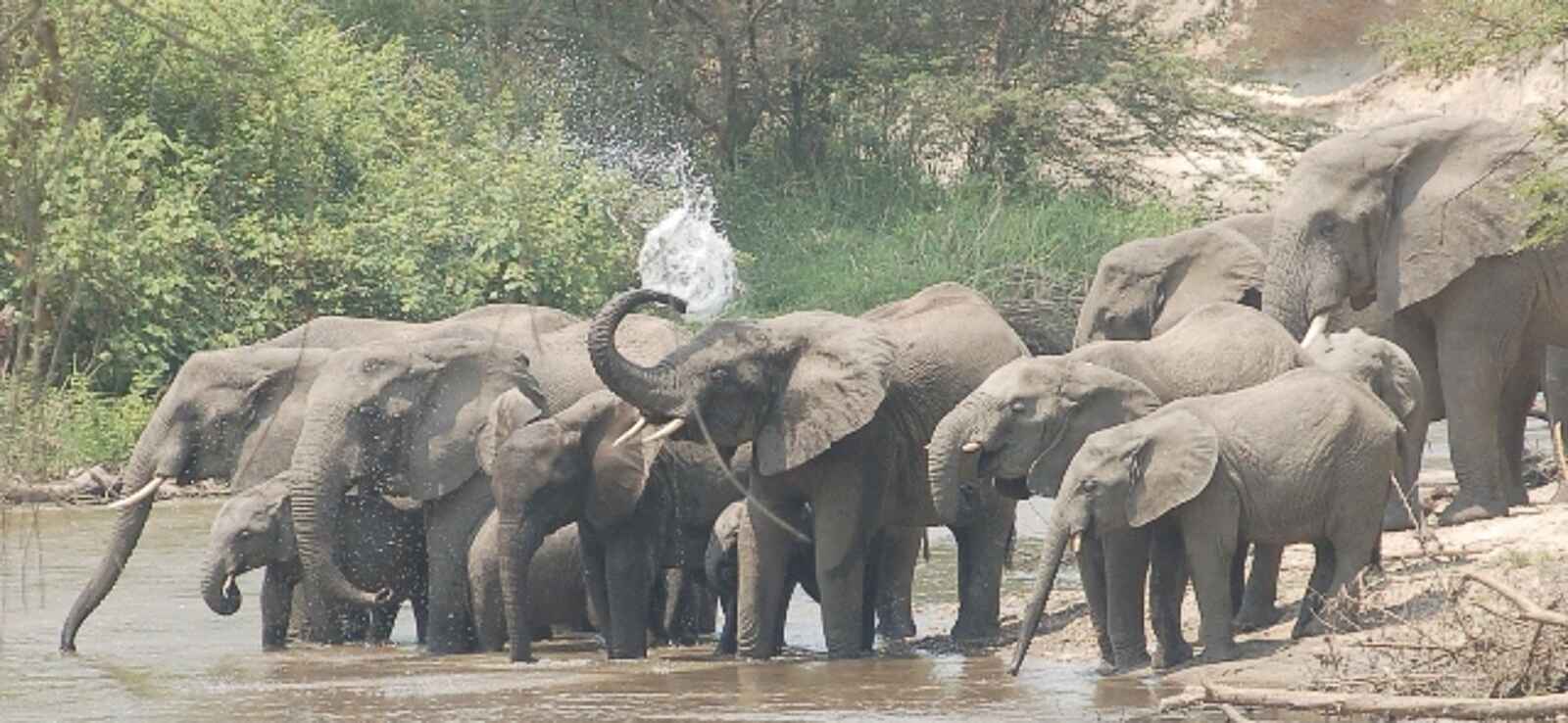 Ishasha Wilderness Camp: Elefanten am Ntungwe River Ishasha Wilderness Camp: Elefanten am Ntungwe River