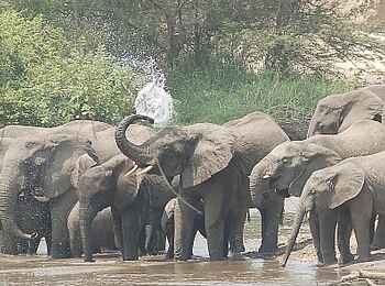 Ishasha Wilderness Camp: Elefanten am Ntungwe River Ishasha Wilderness Camp: Elefanten am Ntungwe River