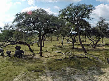 Jozibanini Camp: Elefantenwanderung Jozibanini Camp: Elefantenwanderung