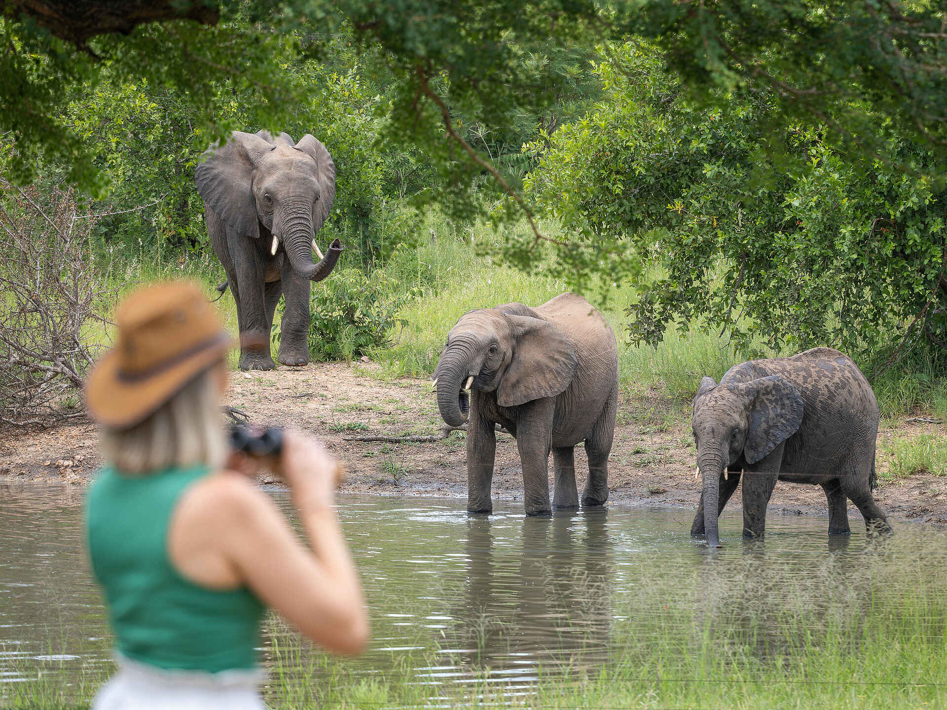 Kambaku Safari Lodge: Elefanten