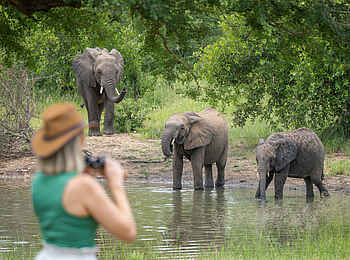 Kambaku Safari Lodge: Elefanten Kambaku Safari Lodge: Elefanten