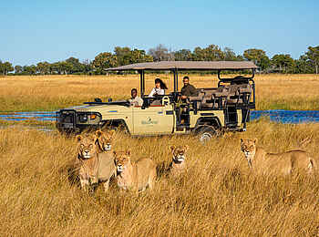 Kanana-Nyana-Camp: Löwen