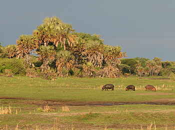 Katuma Bush Lodge: Drei Nilpferde grasen an Land