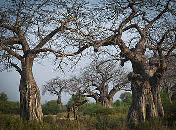 Kigelia Camp: Giraffe zwischen Baobabs Kigelia Camp: Giraffe zwischen Baobabs