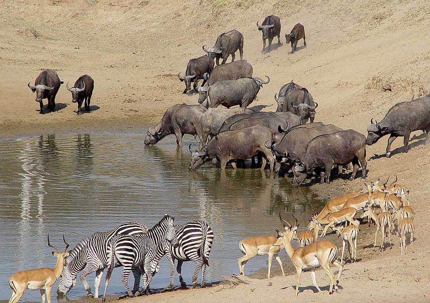 Last Waterhole Hide: Tiere am Wasserloch Last Waterhole Hide: Tiere am Wasserloch