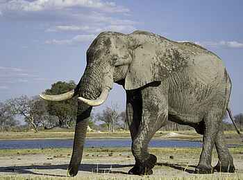 Little Makalolo Camp: Elefantenbulle Little Makalolo Camp: Elefantenbulle