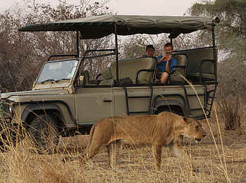 Mdonya Old River Camp: Löwin neben einem Geländefahrzeug