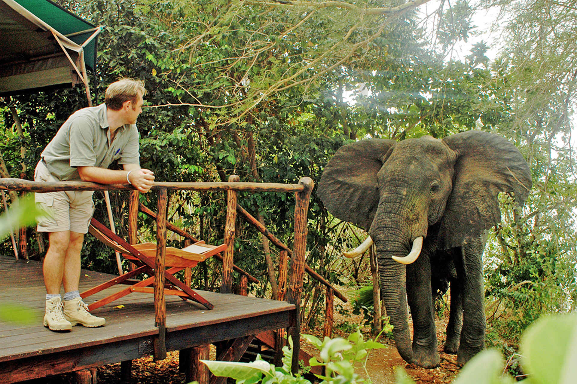 adventure camps, safari, selous impala camp, selous wildreservat, elefant, gästezelt, veranda, afrikarma, afrikarma safaris, afrikarma safaris - wildnis. hautnah., afrikarma.de
