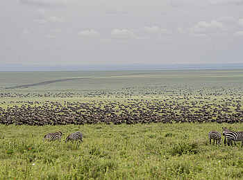 Serengeti Woodlands Camp: Gnus