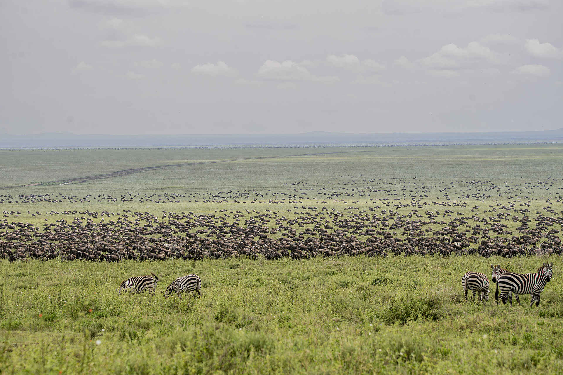 Serengeti Woodlands Camp: Gnus
