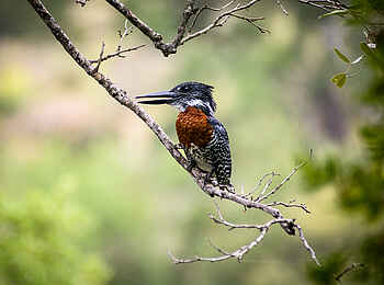 Singita Sweni Lodge: Giant Kingfisher