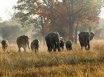 Tafika Camp: Elefantenfamilie