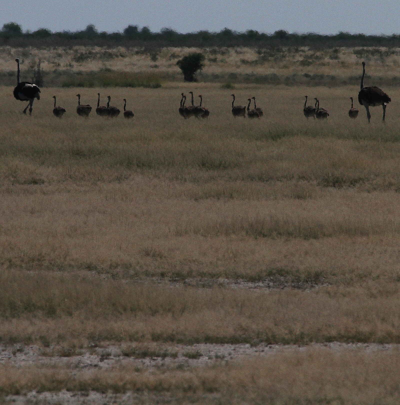 Tau Pan Camp: Straußenfamilie Tau Pan Camp: Straußenfamilie