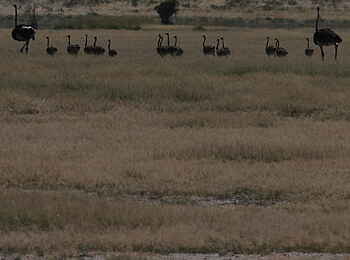 Tau Pan Camp: Straußenfamilie