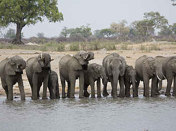 The Hide: Trinkende Elefanten The Hide: Trinkende Elefanten