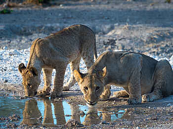 Wilderness Etosha Camp: Löwen an einer Wasserstelle