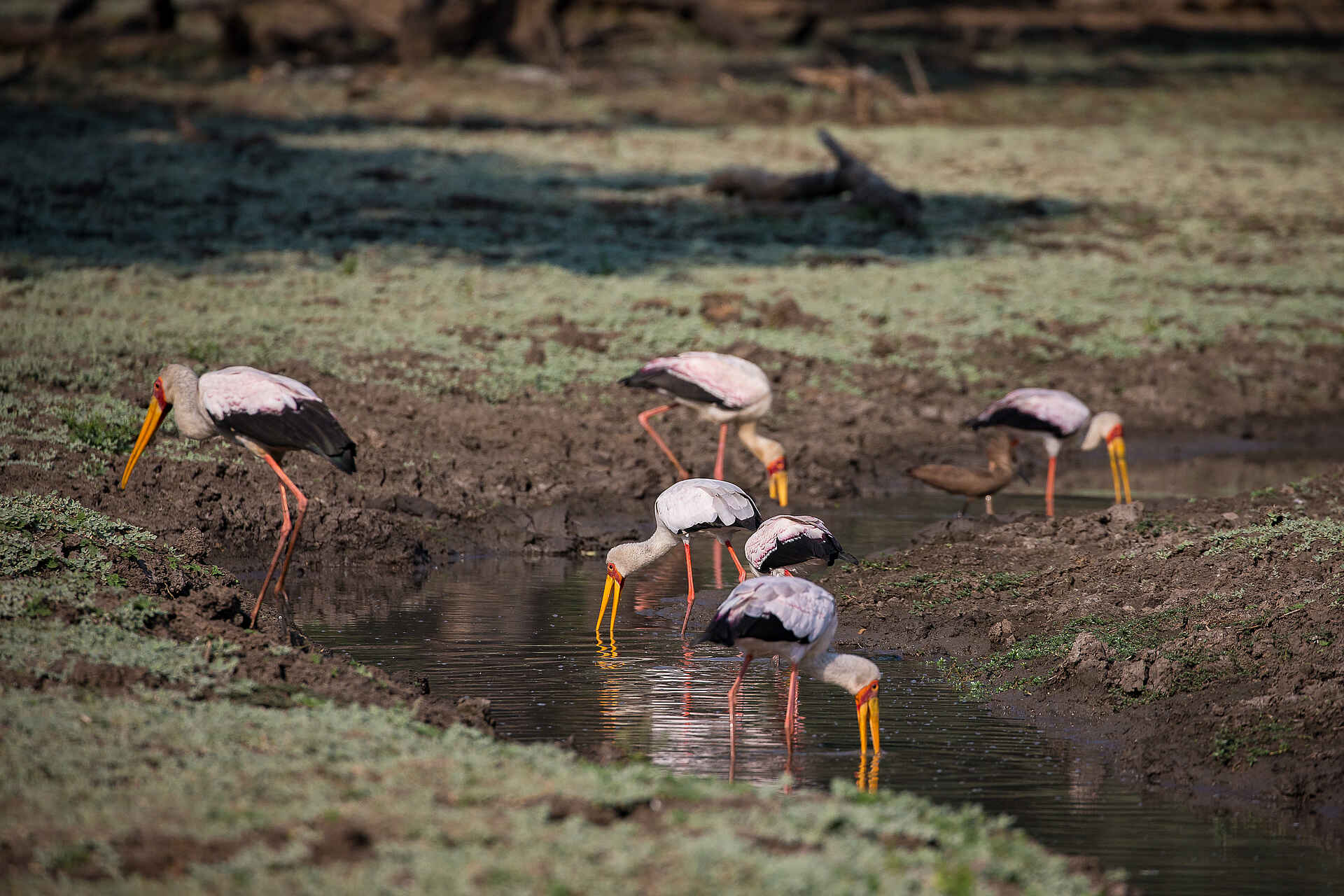 Chikwenya Camp, Lower Zambezi, Mana Pools National Park, Sapi River, Sapi Safari Area, Wilderness Safaris, Aktivitäten, Game Drives, Tiere, Wildbeobachtung, Nimmersatt, Afrikarma, Afrikarma Safaris, Afrikarma Safaris. Wildnis. Hautnah., Afrikarma.de