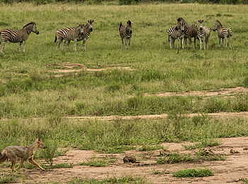Jacis Sabi House: Der Schakal