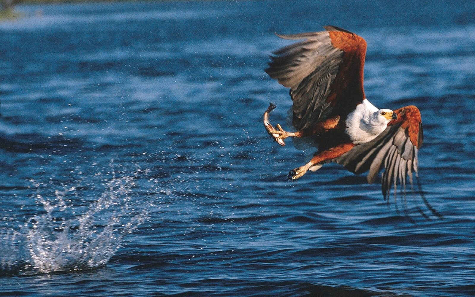 Kariega River Lodge: Adler mit Fisch Kariega River Lodge: Adler mit Fisch