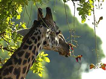 Mapazi Camp: Giraffe mit Sausage-Tree-Blüten