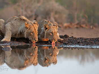 Mashatu Game Reserve: Trinkende Löwen