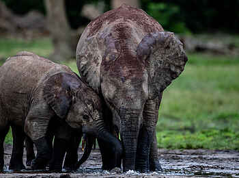 Sangha Lodge: Elefanten beim Bad Sangha Lodge: Elefanten beim Bad