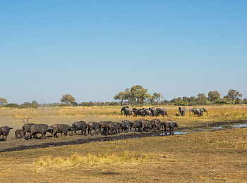 Selinda Camp: Elefantenherde