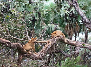 Time + Tide Chongwe: Faule Löwen