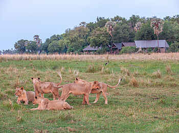 Chitabe Lediba Camp: Löwen