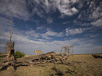Duba Plains Camp: Löwin auf Baumstamm