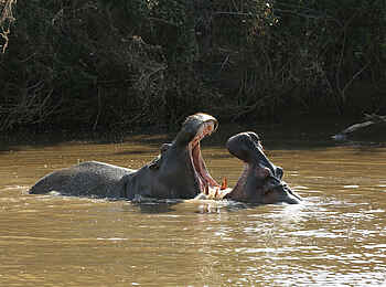 Fothergill Island Luxury Camp: Nilpferde