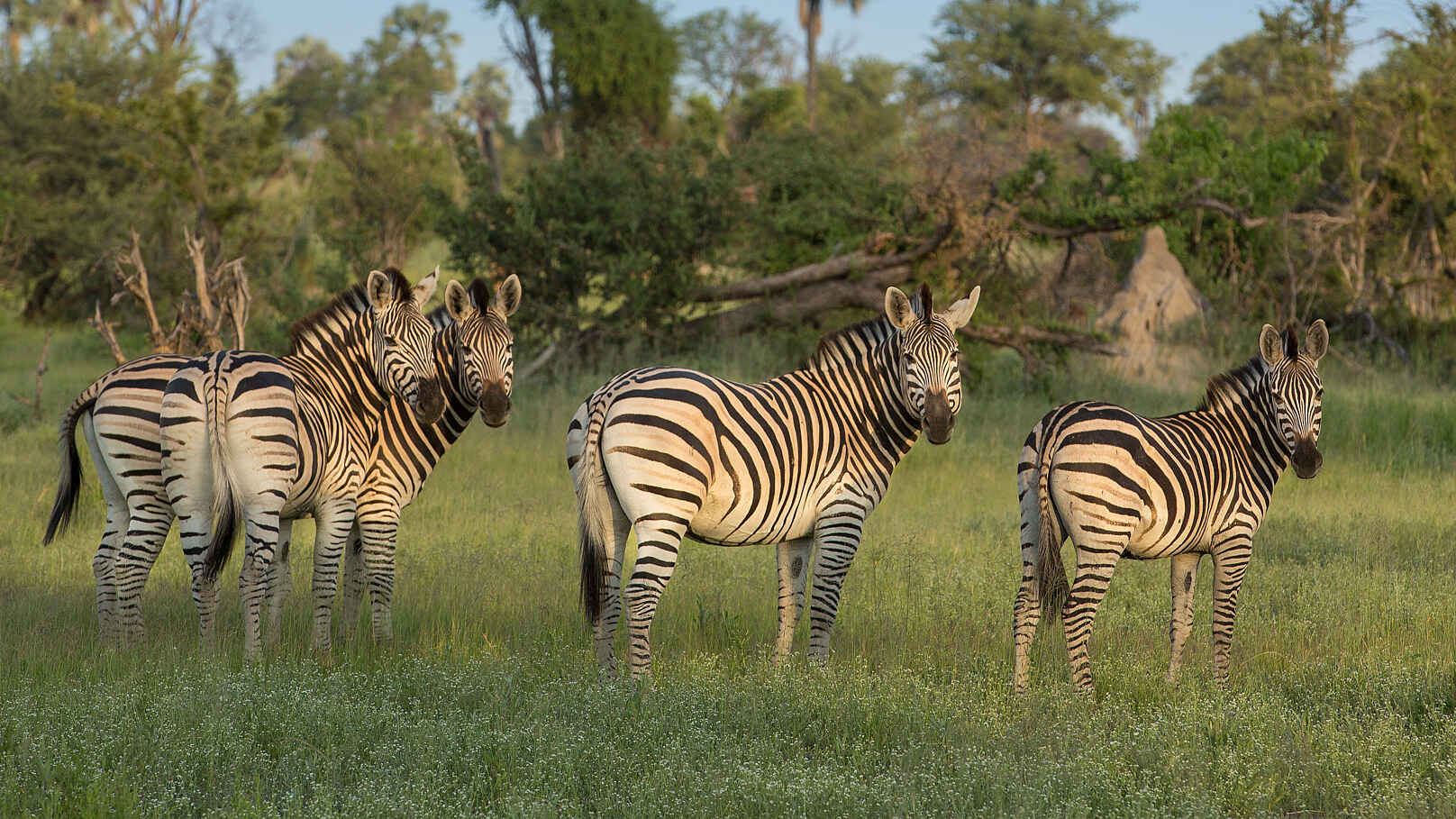 Gomoti Private Camp: Zebras Gomoti Private Camp: Zebras