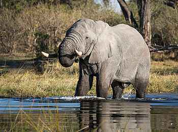 Elephant Pan Camp: Elefant im Wasser Elephant Pan Camp: Elefant im Wasser