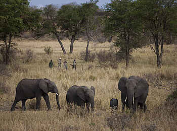 Jabali Ridge Camp: Walking Safari mit Elefanten Jabali Ridge Camp: Walking Safari mit Elefanten