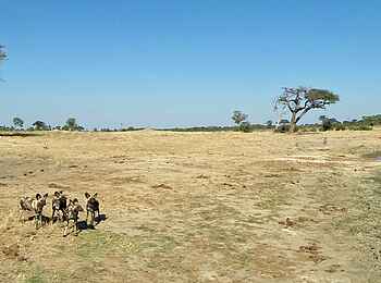 Jozibanini Camp: Wildhunde in der Nähe des Camps Jozibanini Camp: Wildhunde in der Nähe des Camps