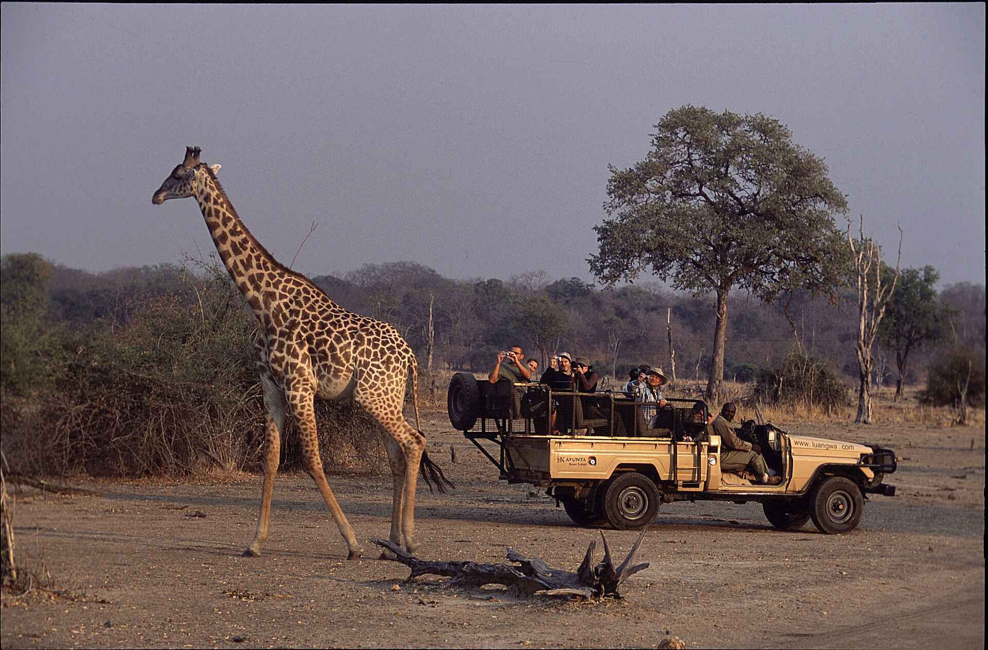 Kafunta, Kafunta River Lodge, Game Drive, Giraffe, Anke Cowan, Luangwa, South Luangwa National Park, Ron und Anke Cowan