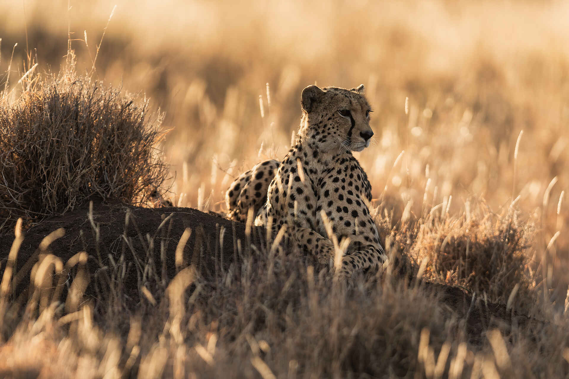 Lewa Safari Camp: Gepardin im Busch Lewa Safari Camp: Gepardin im Busch