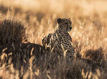 Lewa Safari Camp: Gepardin im Busch