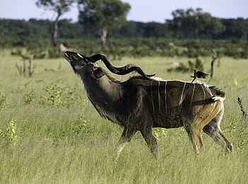Little Makalolo Camp: Kudu-Bock Little Makalolo Camp: Kudu-Bock