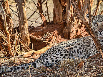 Madikwe Safari Lodge Kopano: Leopard
