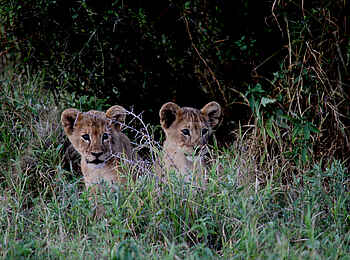 Manyara Ranch: Junge Löwen Manyara Ranch: Junge Löwen