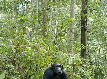 Mbali Mbali Mahale Lodge: Der Anführer