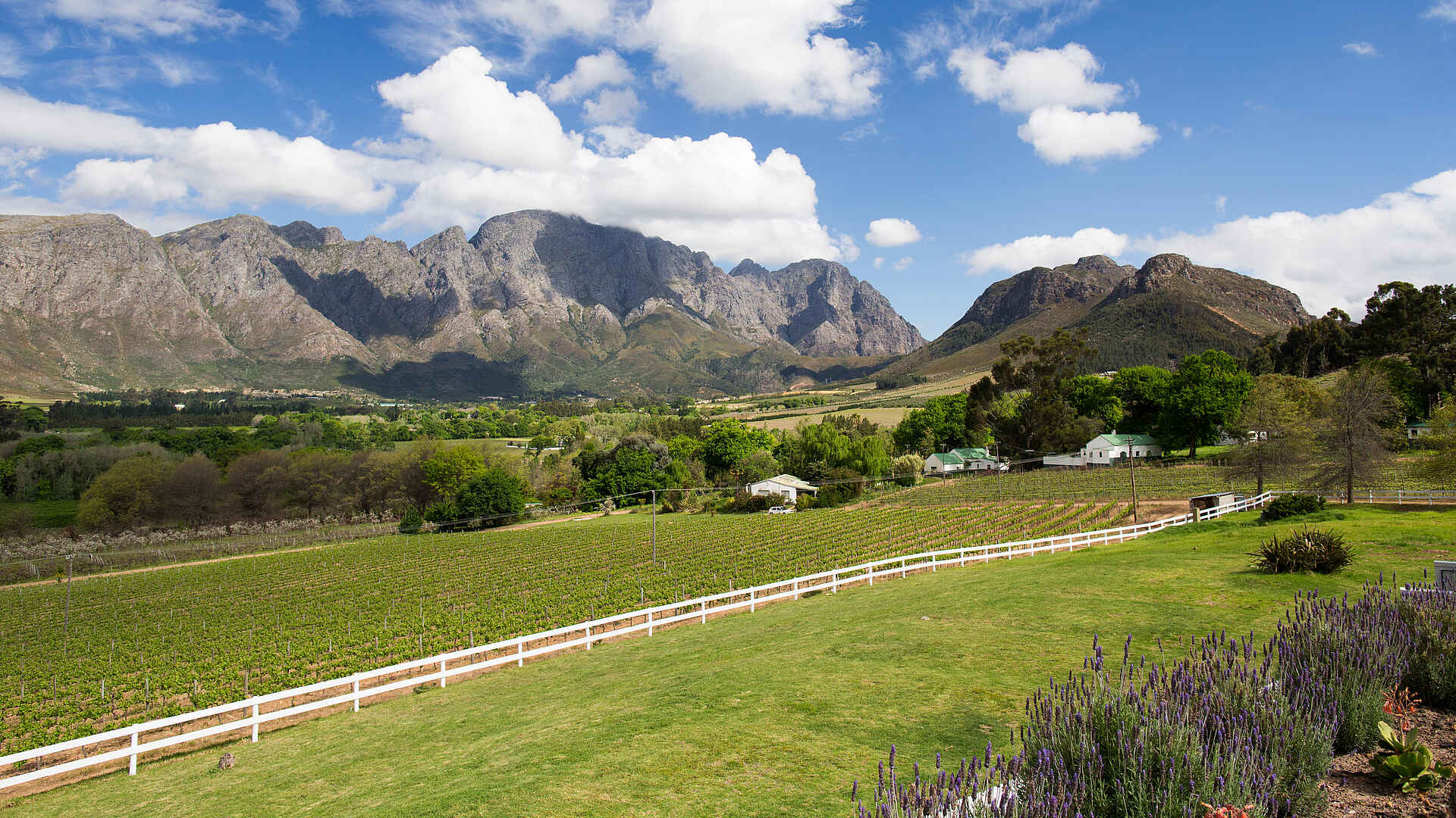 Mont Rochelle Hotel and Vineyard: Blick auf die Weinberge