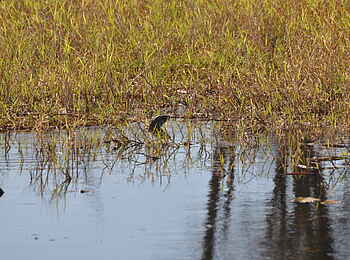 Nanzhila Plains Safari Camp: Schwimmender Nilwaran Nanzhila Plains Safari Camp: Schwimmender Nilwaran