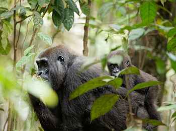 Nyanga Lodge: Gorillas